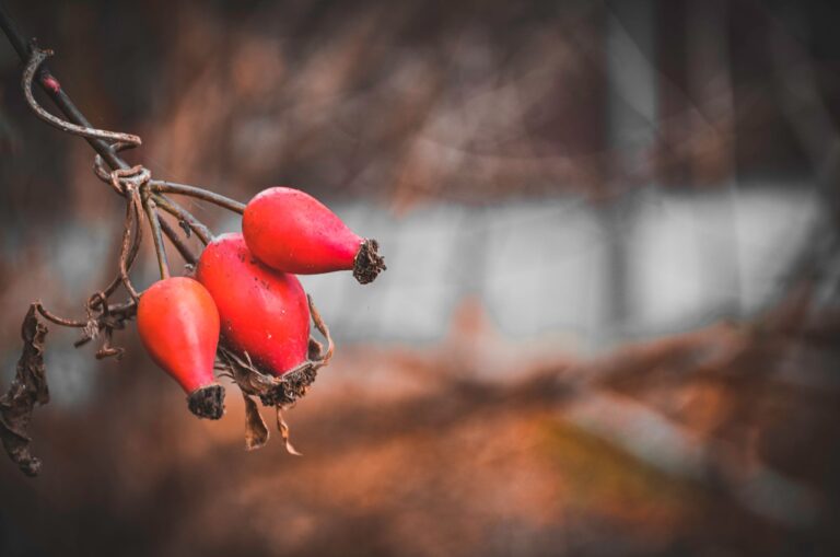 Sensitive Skin's 2-Oil Ritual: Rosehip & Sea Buckthorn Case Study - herluxerituals